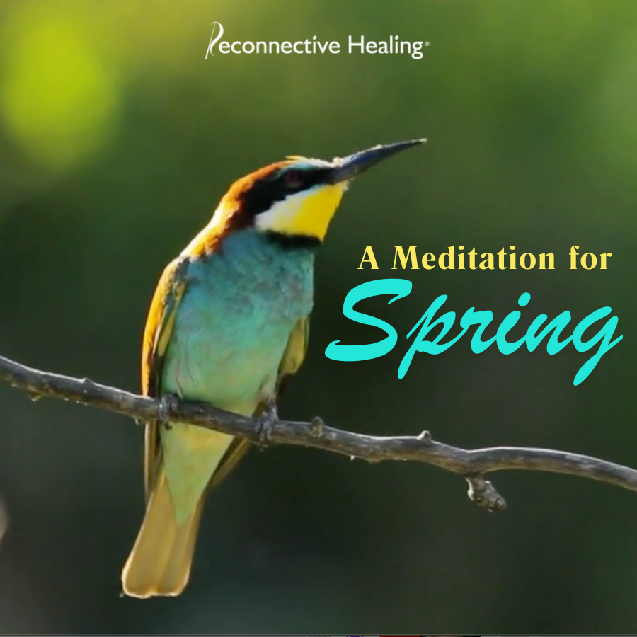 Hummingbird sits on branch, image of A Meditation for Spring
